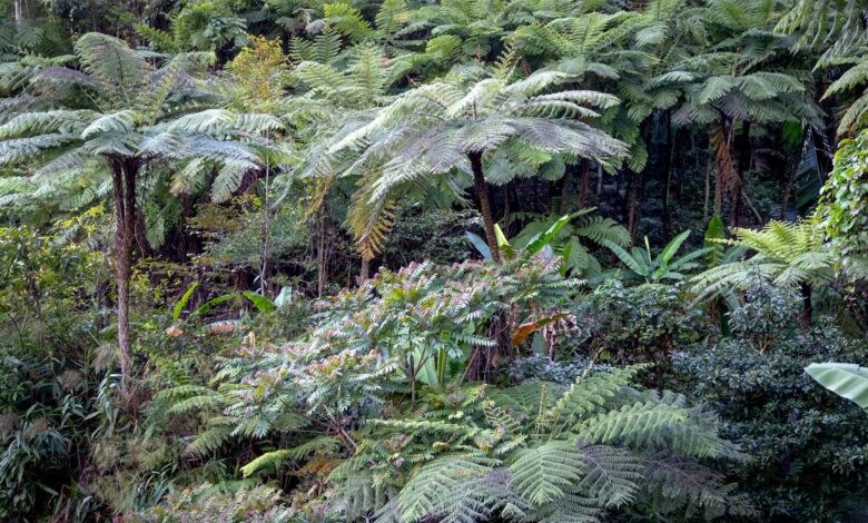 Dense green rainforest canopy in Southeast Asia viewed from below