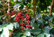 Rows of coffee plants growing on a misty highland plateau in Southeast Asia