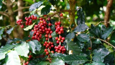 Rows of coffee plants growing on a misty highland plateau in Southeast Asia