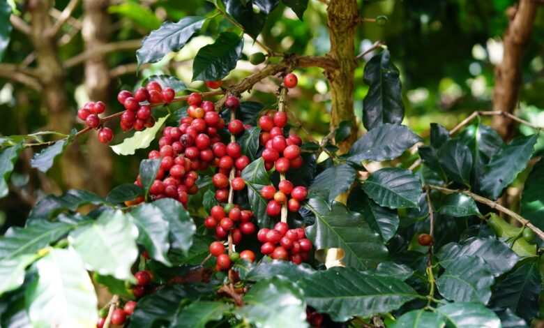 Rows of coffee plants growing on a misty highland plateau in Southeast Asia