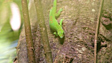 Dense coastal rainforest canopy on the Masoala Peninsula in northeastern Madagascar