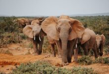 A herd of African elephants moving through open savanna grassland at golden hour