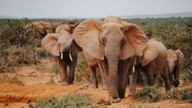A herd of African elephants moving through open savanna grassland at golden hour