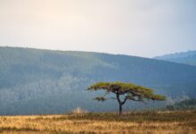 Open savanna grassland meeting dense rainforest edge in equatorial Central Africa