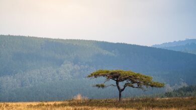 Open savanna grassland meeting dense rainforest edge in equatorial Central Africa