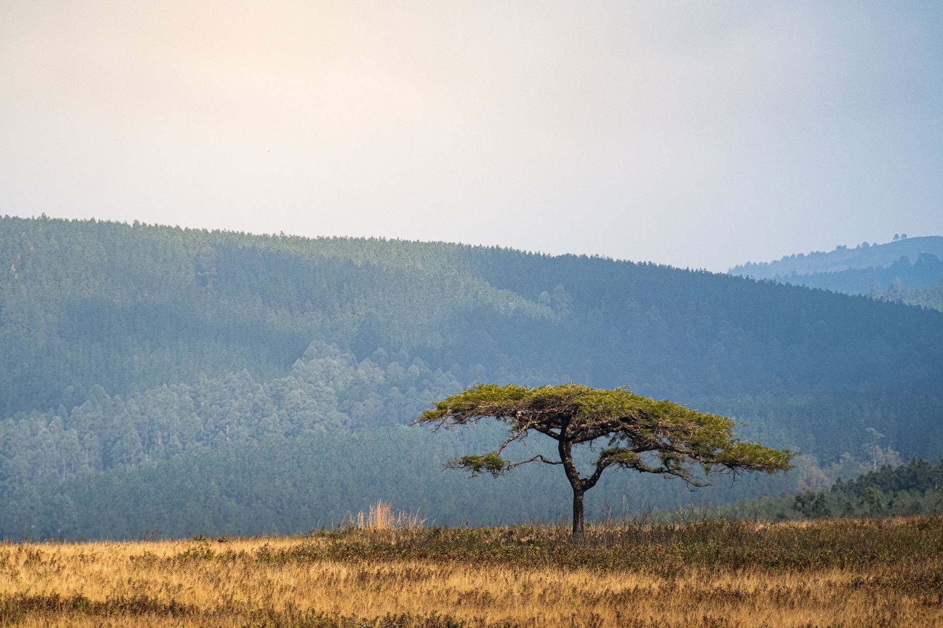 Open savanna grassland meeting dense rainforest edge in equatorial Central Africa