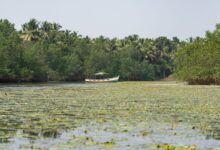 Dense mangrove trees lining a calm tidal channel in a West African delta