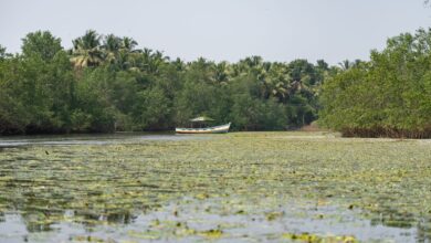 Dense mangrove trees lining a calm tidal channel in a West African delta