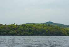 Dense tropical forest along a lake island shoreline in Africa