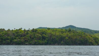 Dense tropical forest along a lake island shoreline in Africa