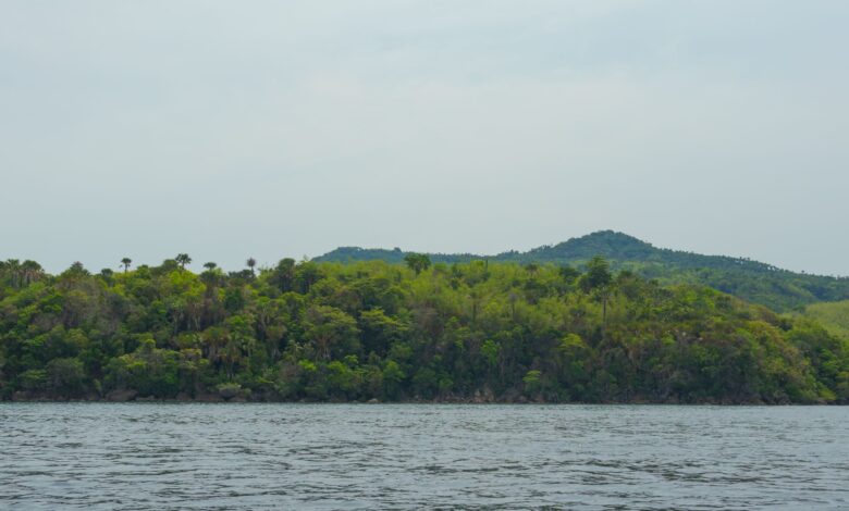 Dense tropical forest along a lake island shoreline in Africa