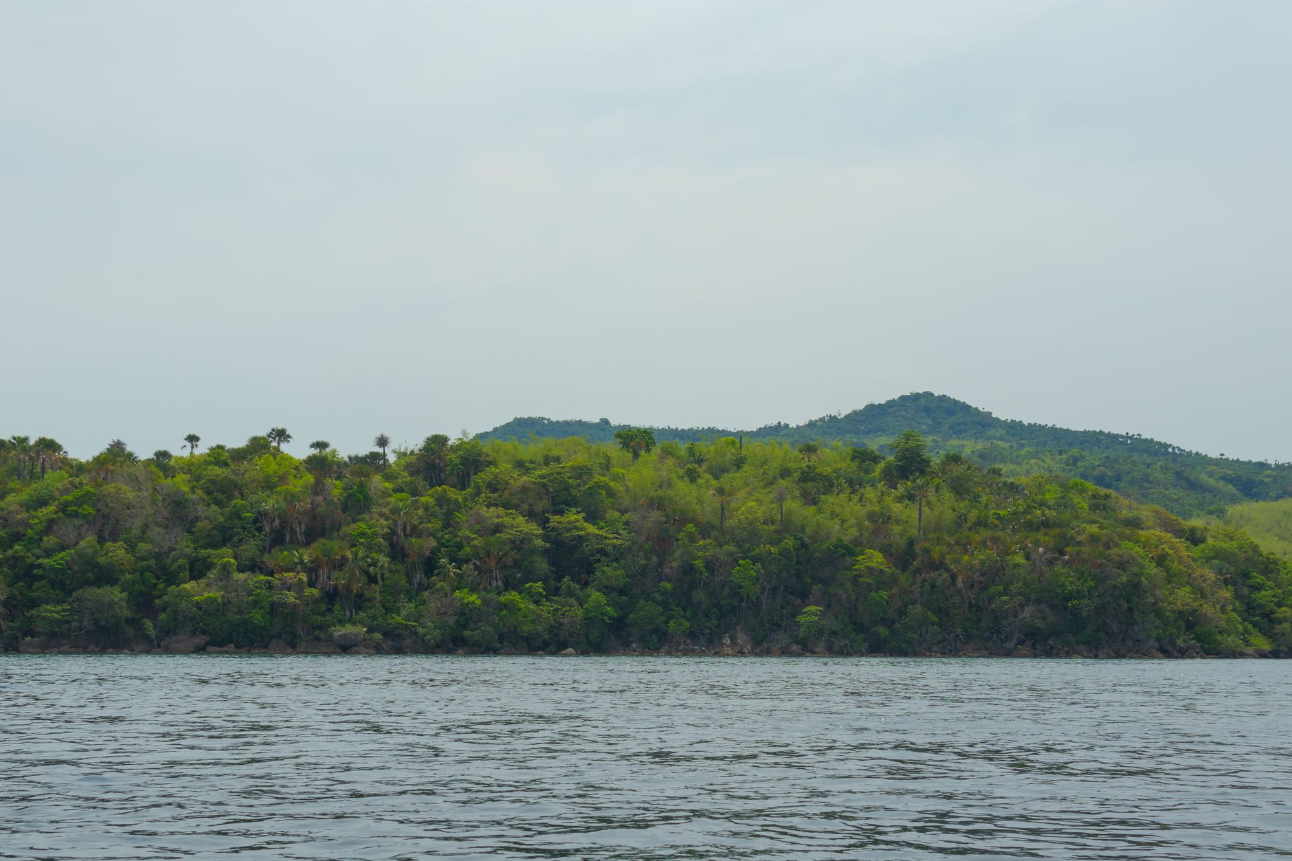Dense tropical forest along a lake island shoreline in Africa