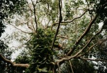 Dense tropical forest canopy in Tanzania's Mahale Mountains, sunlight filtering through tall trees