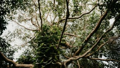 Dense tropical forest canopy in Tanzania's Mahale Mountains, sunlight filtering through tall trees