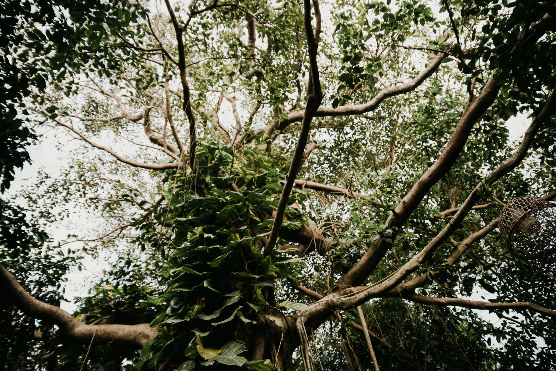 Dense tropical forest canopy in Tanzania's Mahale Mountains, sunlight filtering through tall trees