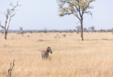 Dense acacia thornveld landscape typical of Mkhaya Game Reserve in Eswatini