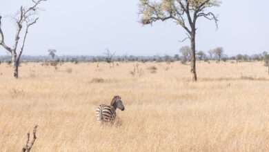Dense acacia thornveld landscape typical of Mkhaya Game Reserve in Eswatini