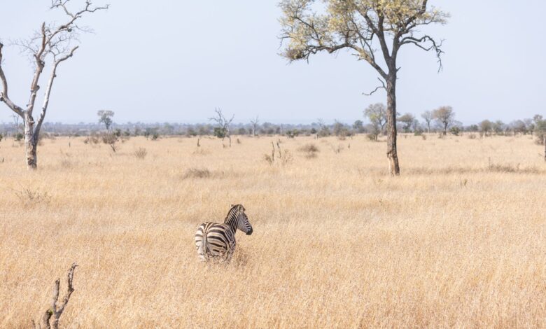 Dense acacia thornveld landscape typical of Mkhaya Game Reserve in Eswatini