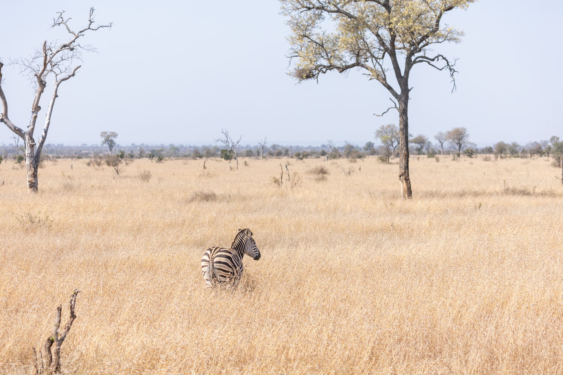 Dense acacia thornveld landscape typical of Mkhaya Game Reserve in Eswatini