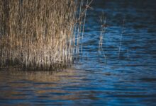 Dense river reeds rising from calm marshland water at golden hour