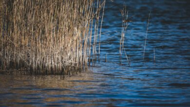 Dense river reeds rising from calm marshland water at golden hour