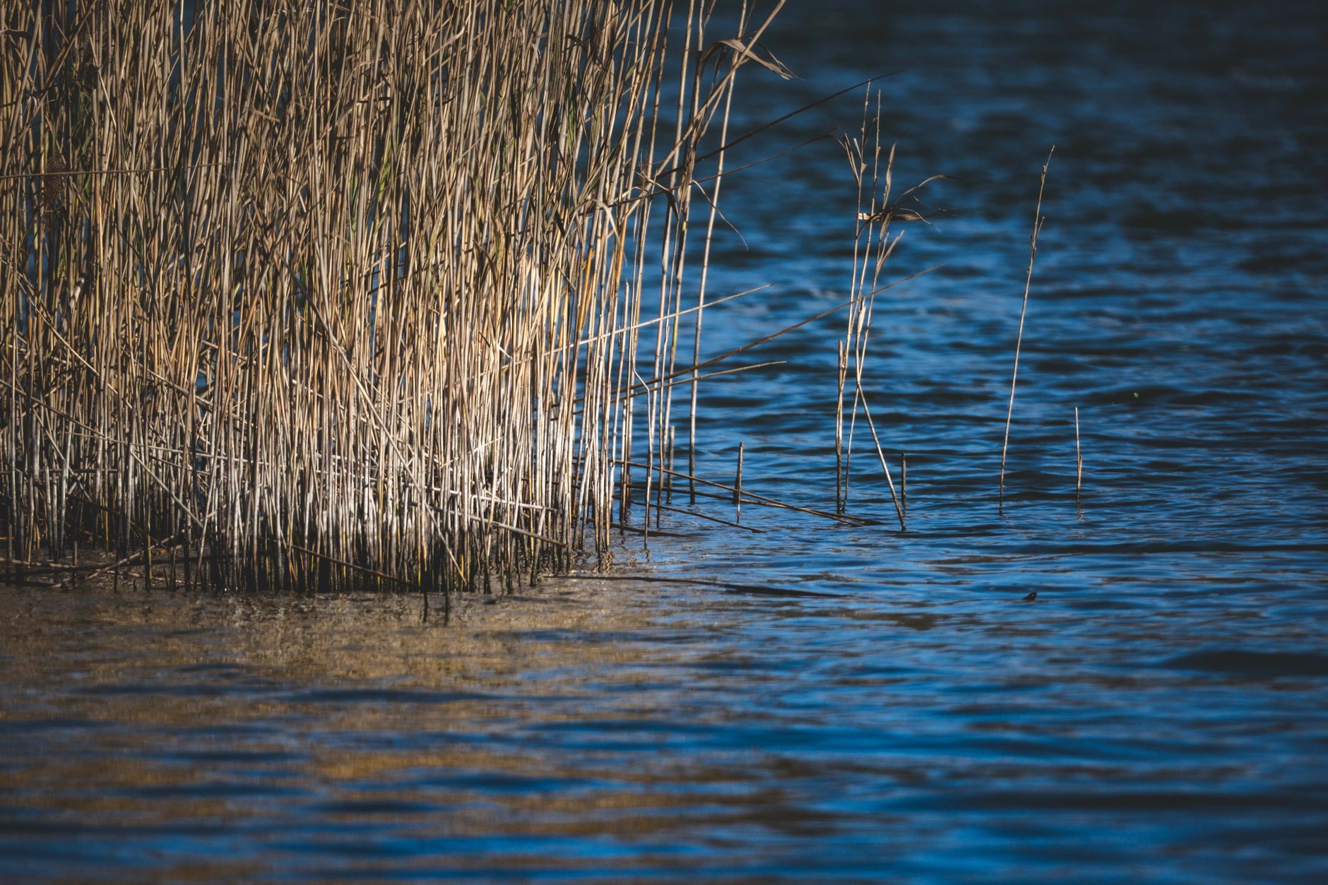 Dense river reeds rising from calm marshland water at golden hour