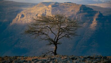 Wide arid savanna landscape in southern Ethiopia under a bright sky