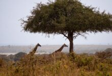 Wide open savanna landscape in northeastern Uganda under a clear blue sky