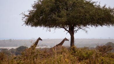 Wide open savanna landscape in northeastern Uganda under a clear blue sky