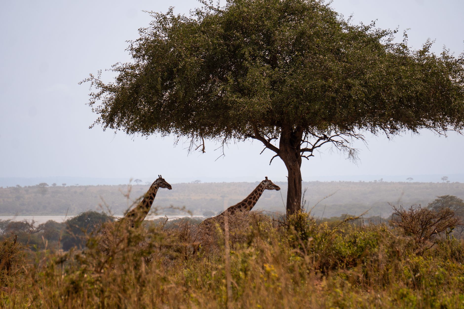 Wide open savanna landscape in northeastern Uganda under a clear blue sky