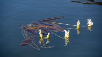 Dense papyrus reeds lining the edge of a vast African wetland at dawn