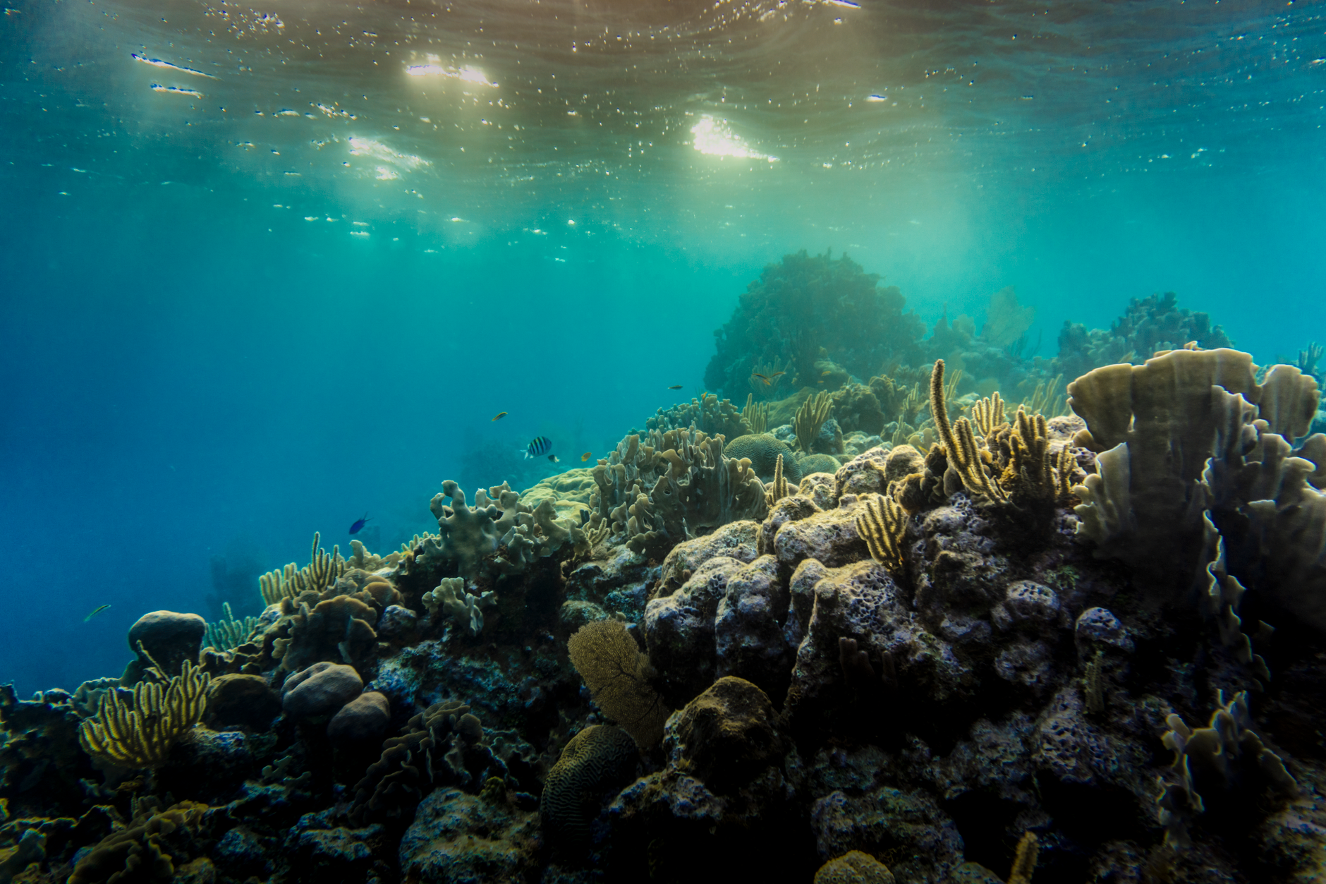 Diver exploring a vibrant coral reef with tropical fish in clear blue water