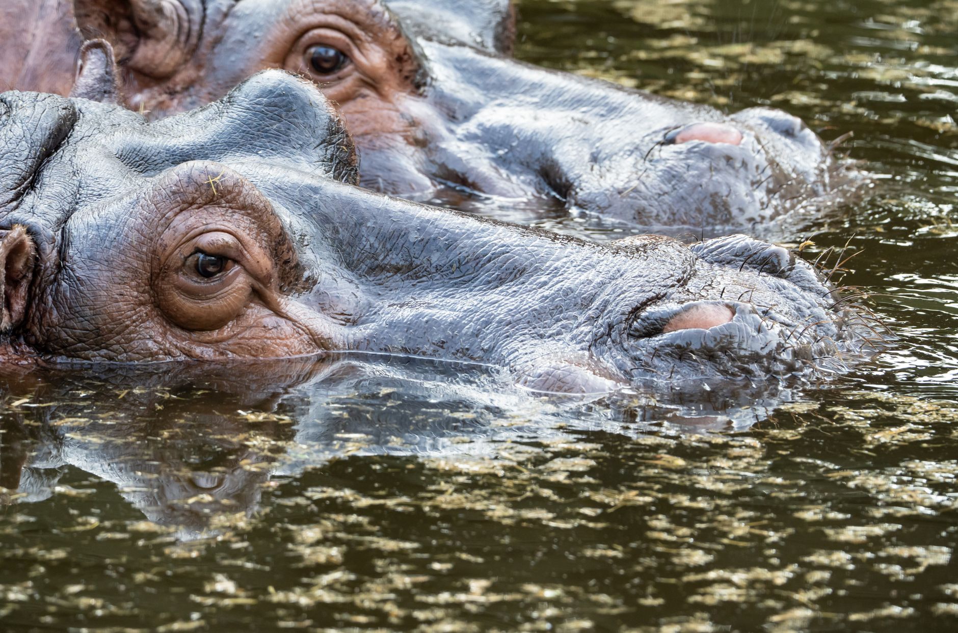 Hippos resting in a shallow African river surrounded by dry season vegetation