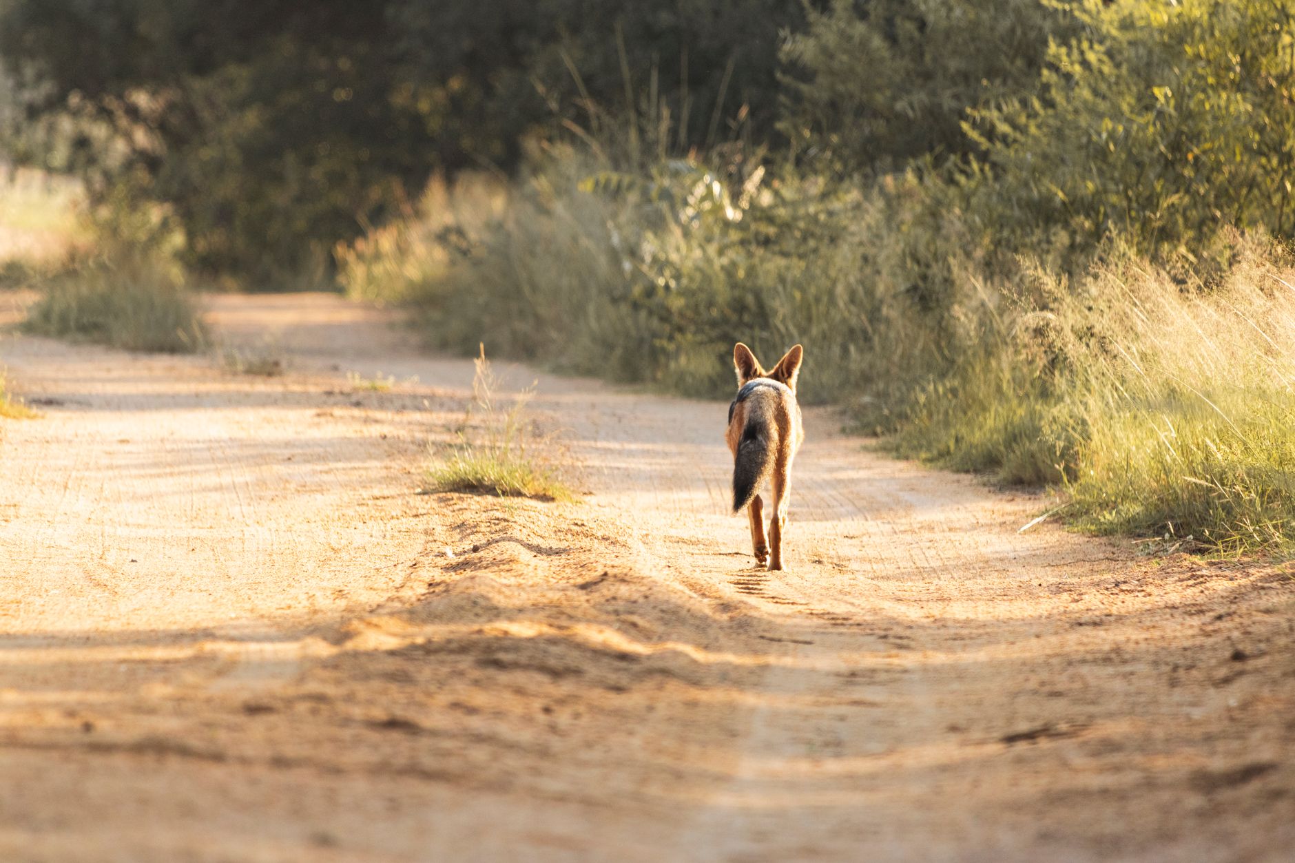 Safari guide leading a walking safari through open bush terrain