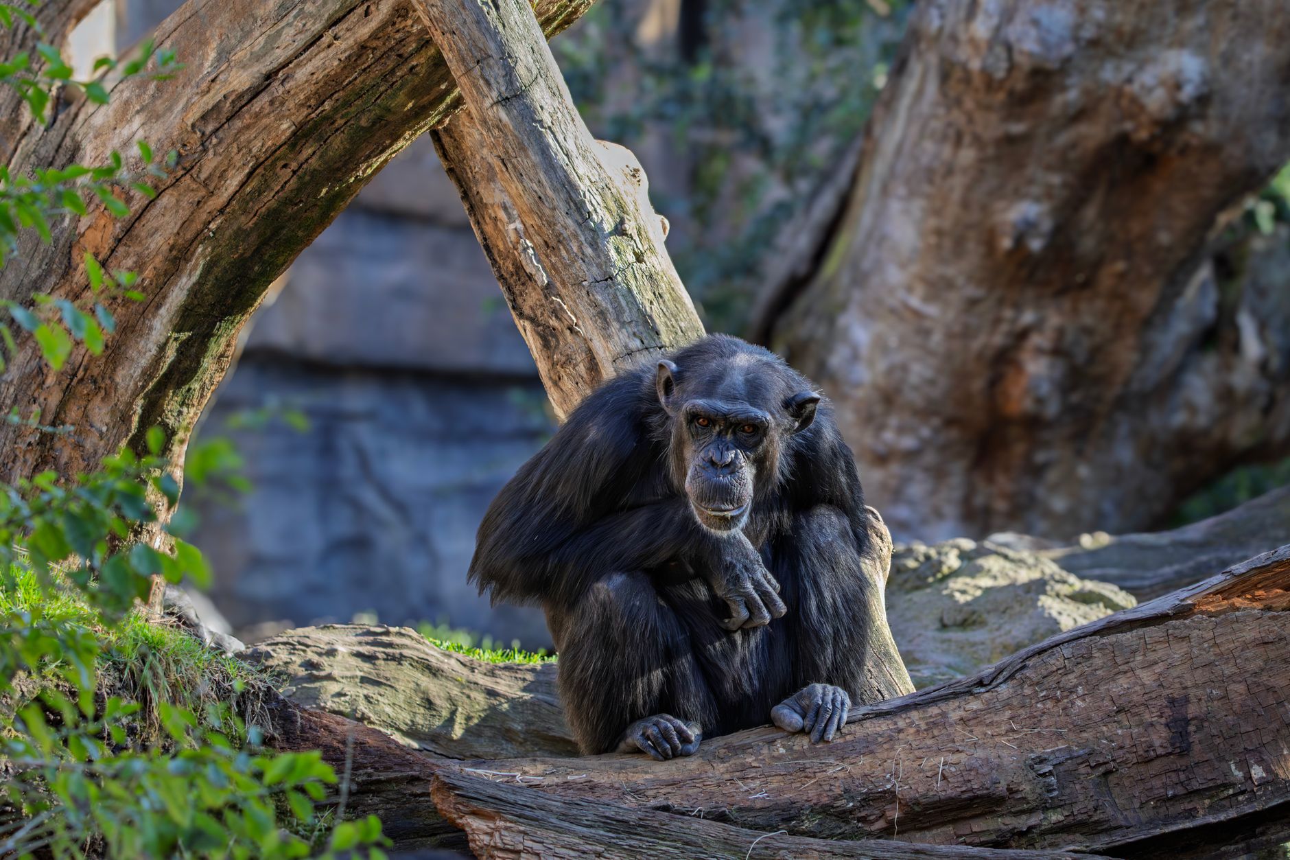 Wild chimpanzee resting in forest vegetation during a guided safari trek