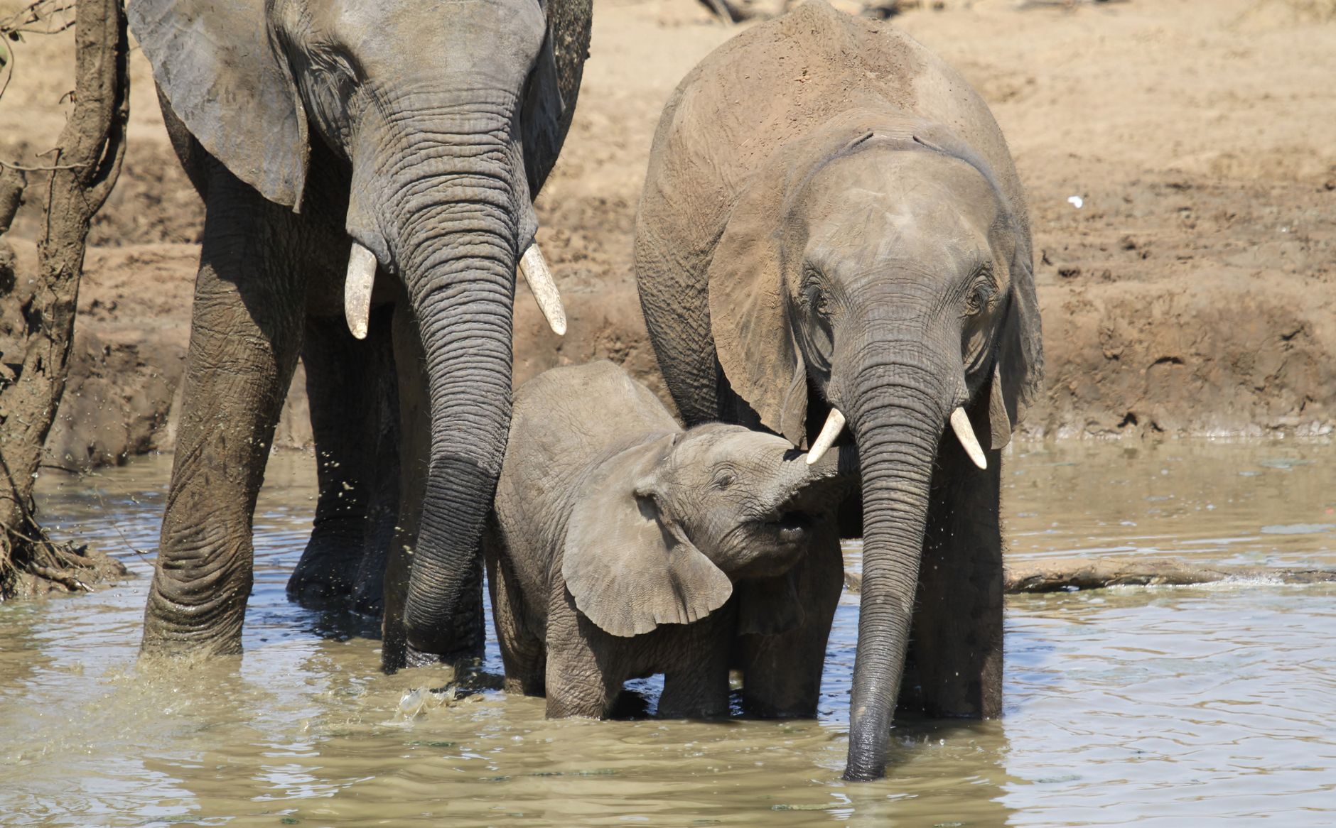 Large elephant herd drinking and crossing a shallow river in African wilderness