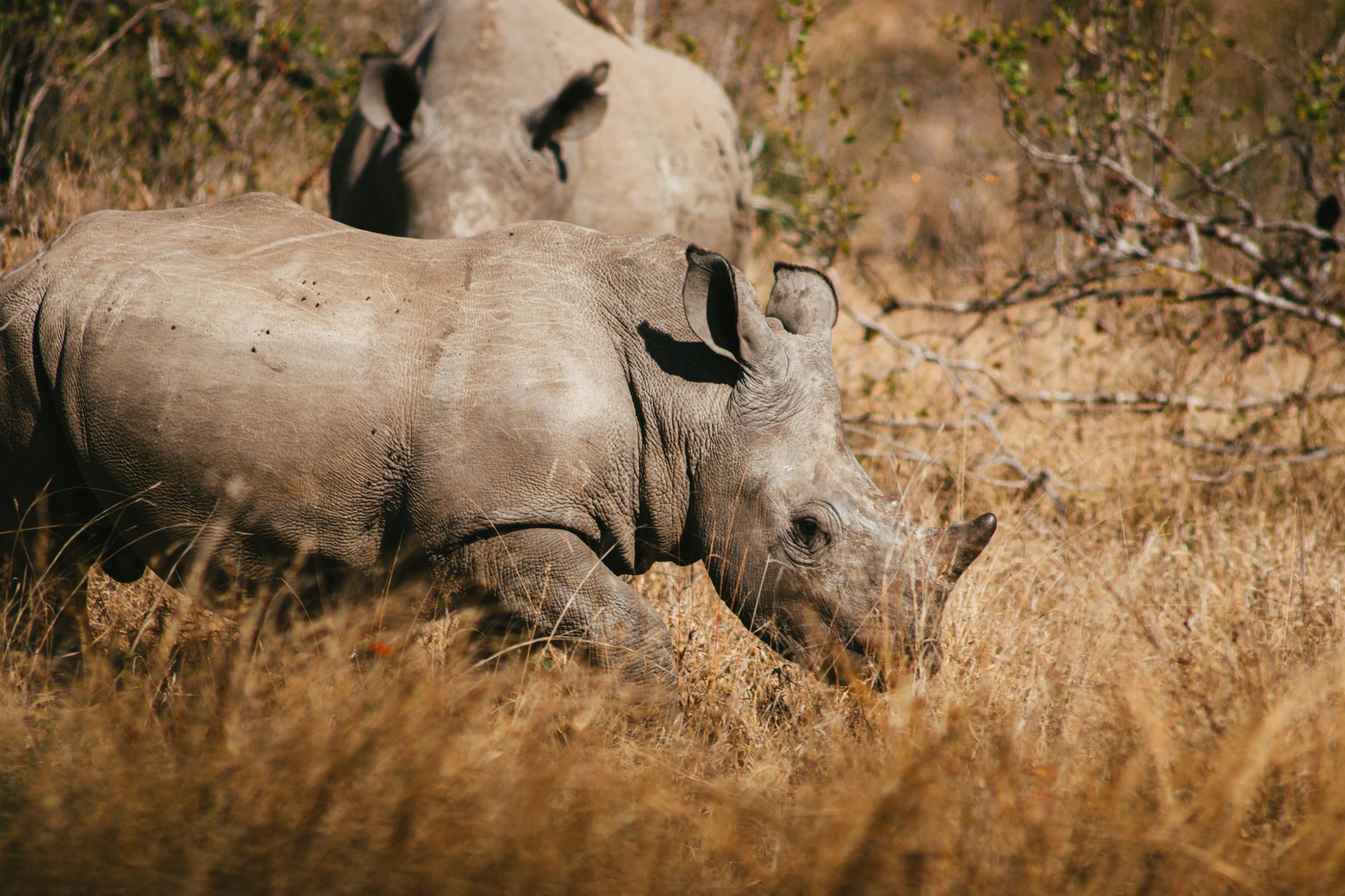 White rhino standing in natural African bush habitat during a wildlife safari