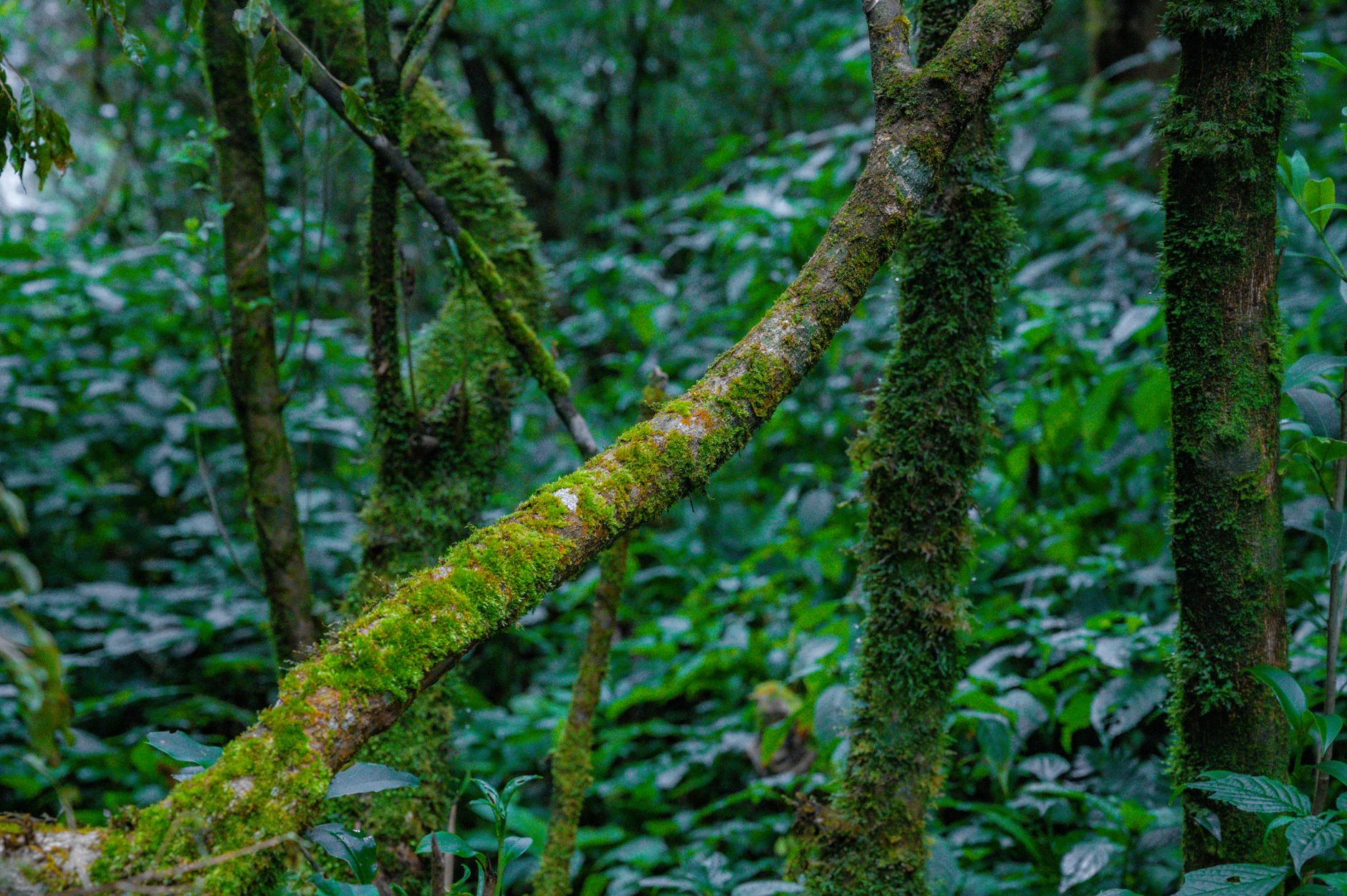 Moss-covered trees in a dense cloud forest with low visibility and green undergrowth