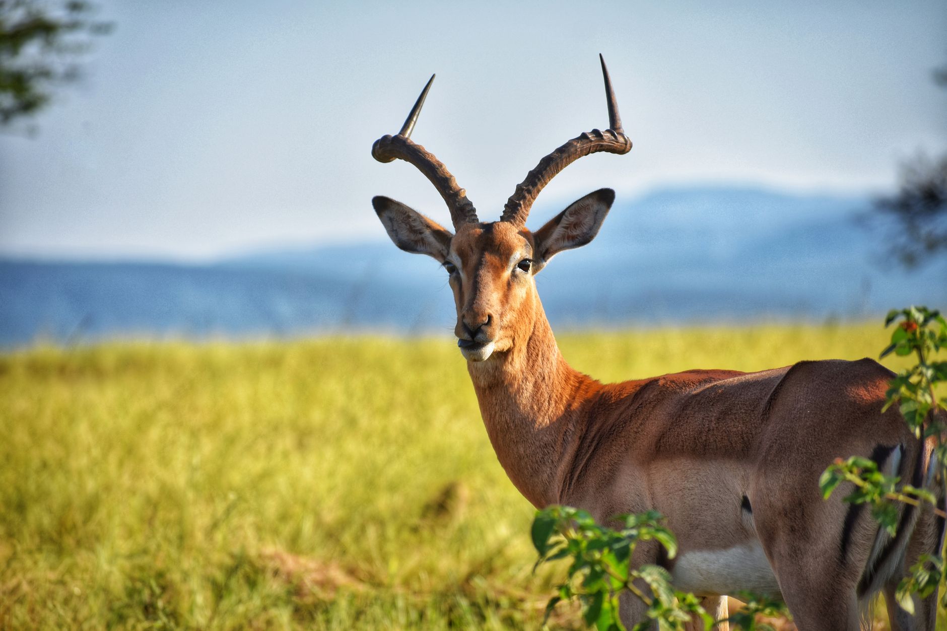 Antelope grazing on open grassland with a clear horizon in the background