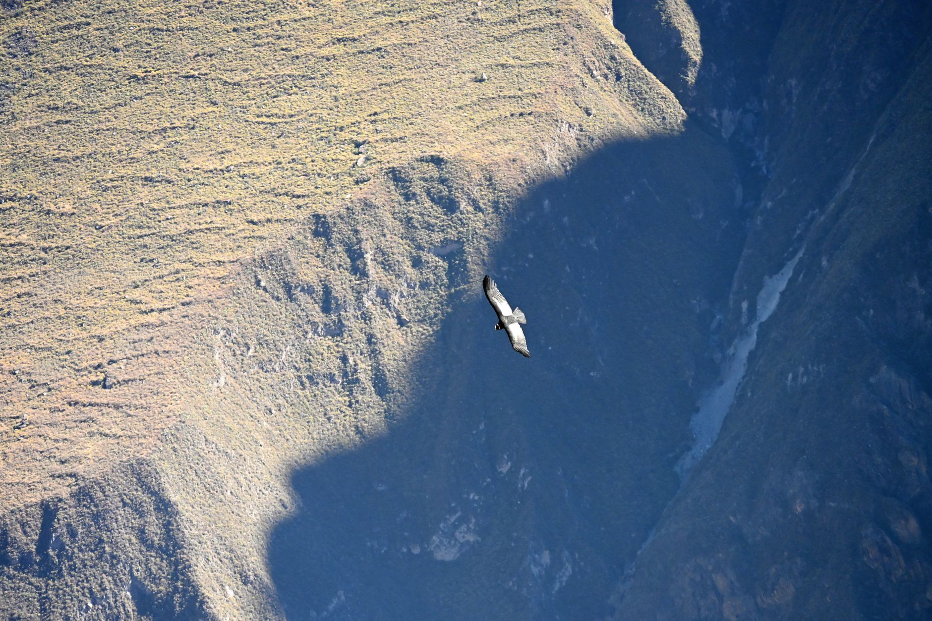 Large Andean condor with wings fully spread soaring over a canyon valley