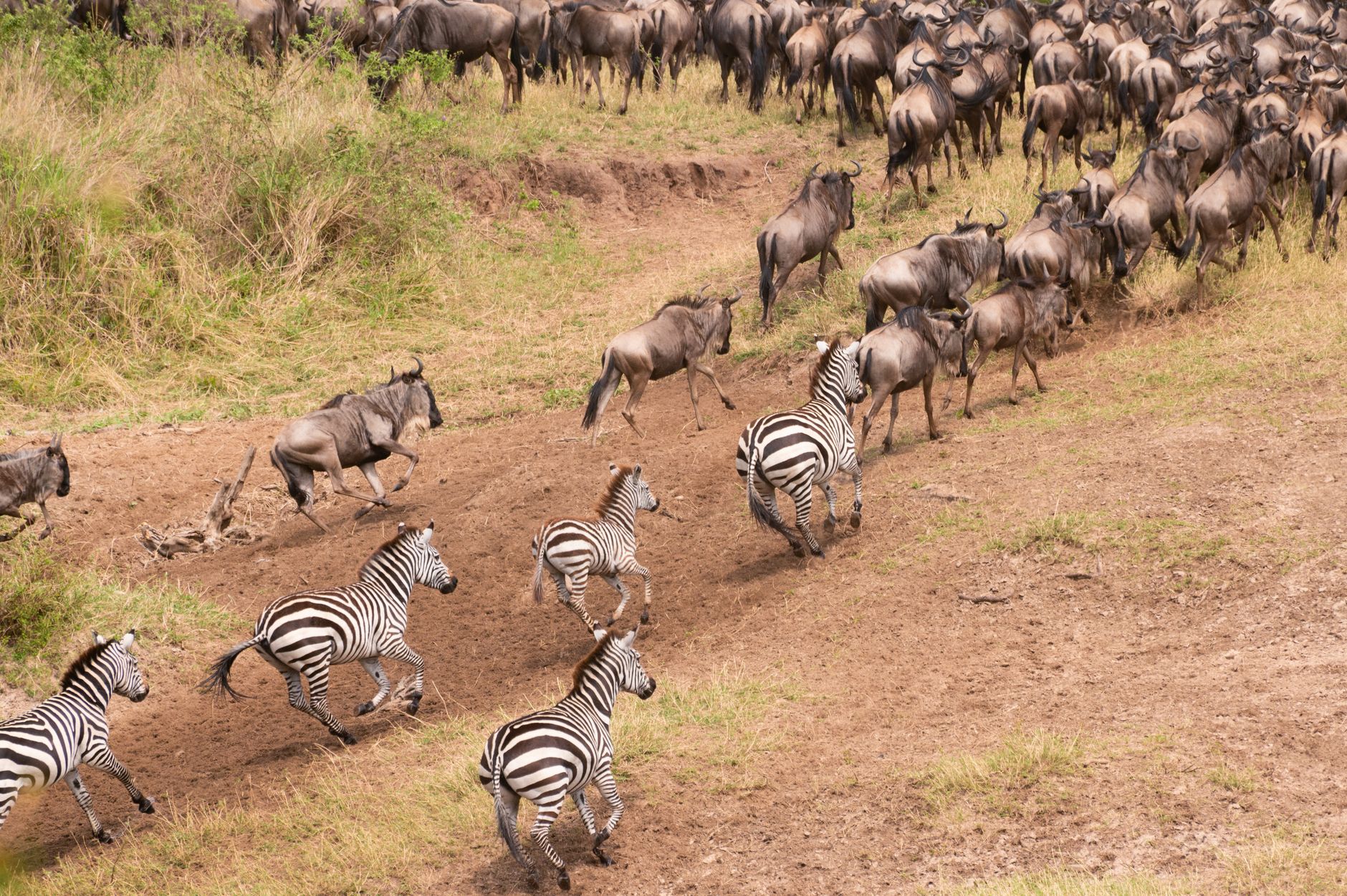 Lions and large mammals gathered near a waterhole on open African savanna