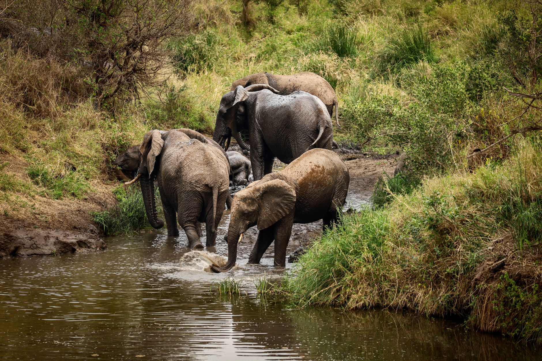 A herd of elephants wading through a shallow African river surrounded by floodplain vegetation