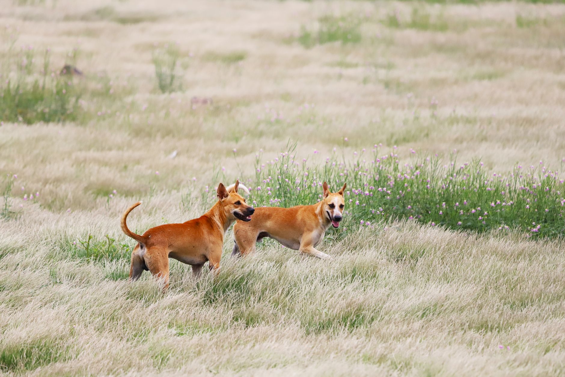 African wild dogs running across open grassland during a hunt