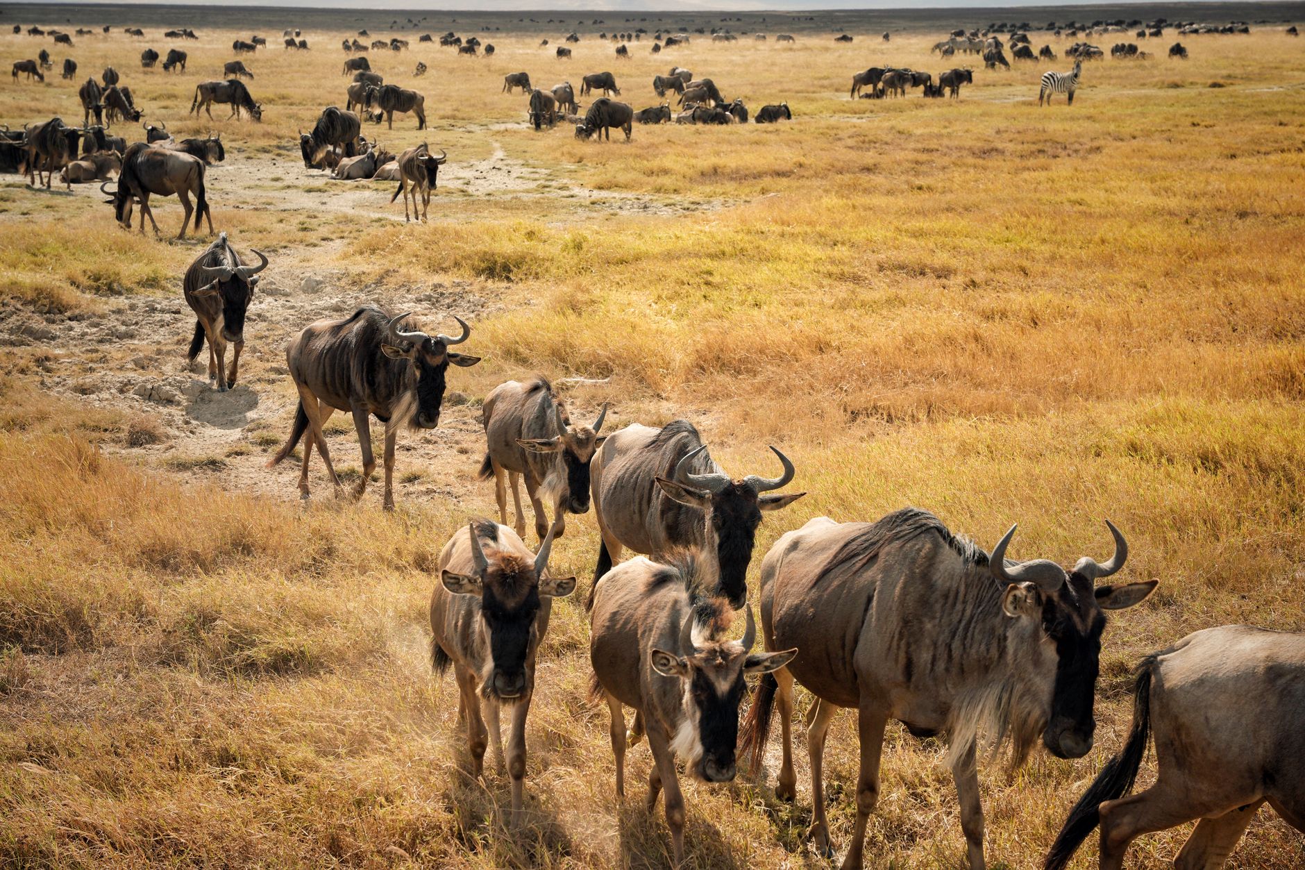 Large herd of wildebeest moving across an open plain during migration season
