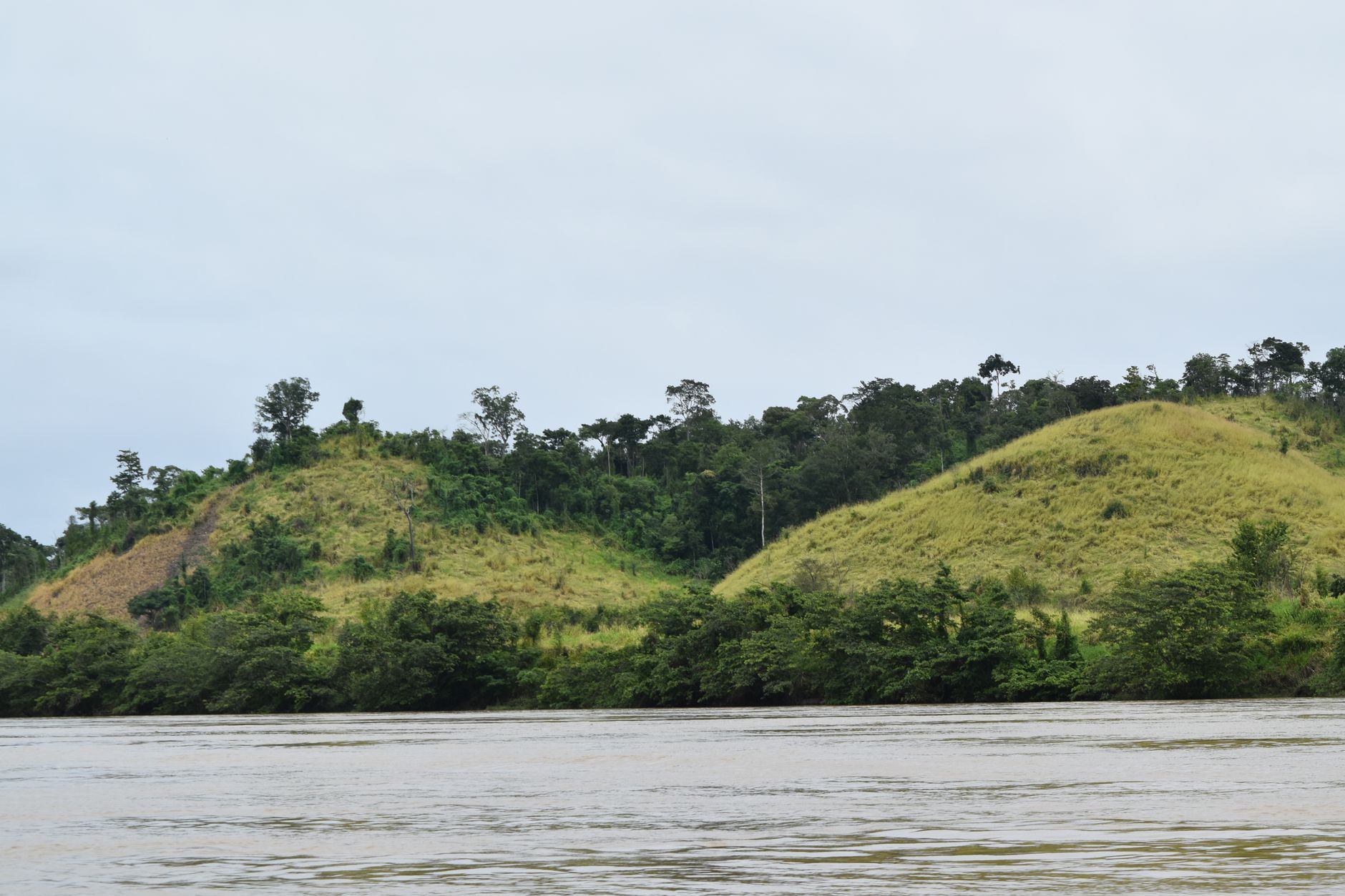 A clear river winding through dense jungle undergrowth in a tropical forest
