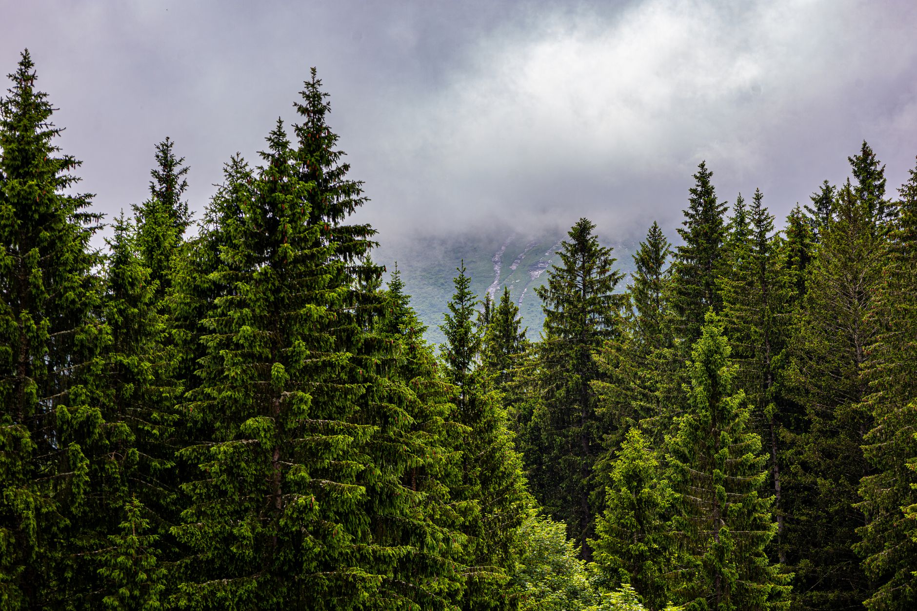 Dense montane rainforest canopy in the Harenna Forest section of Bale Mountains National Park