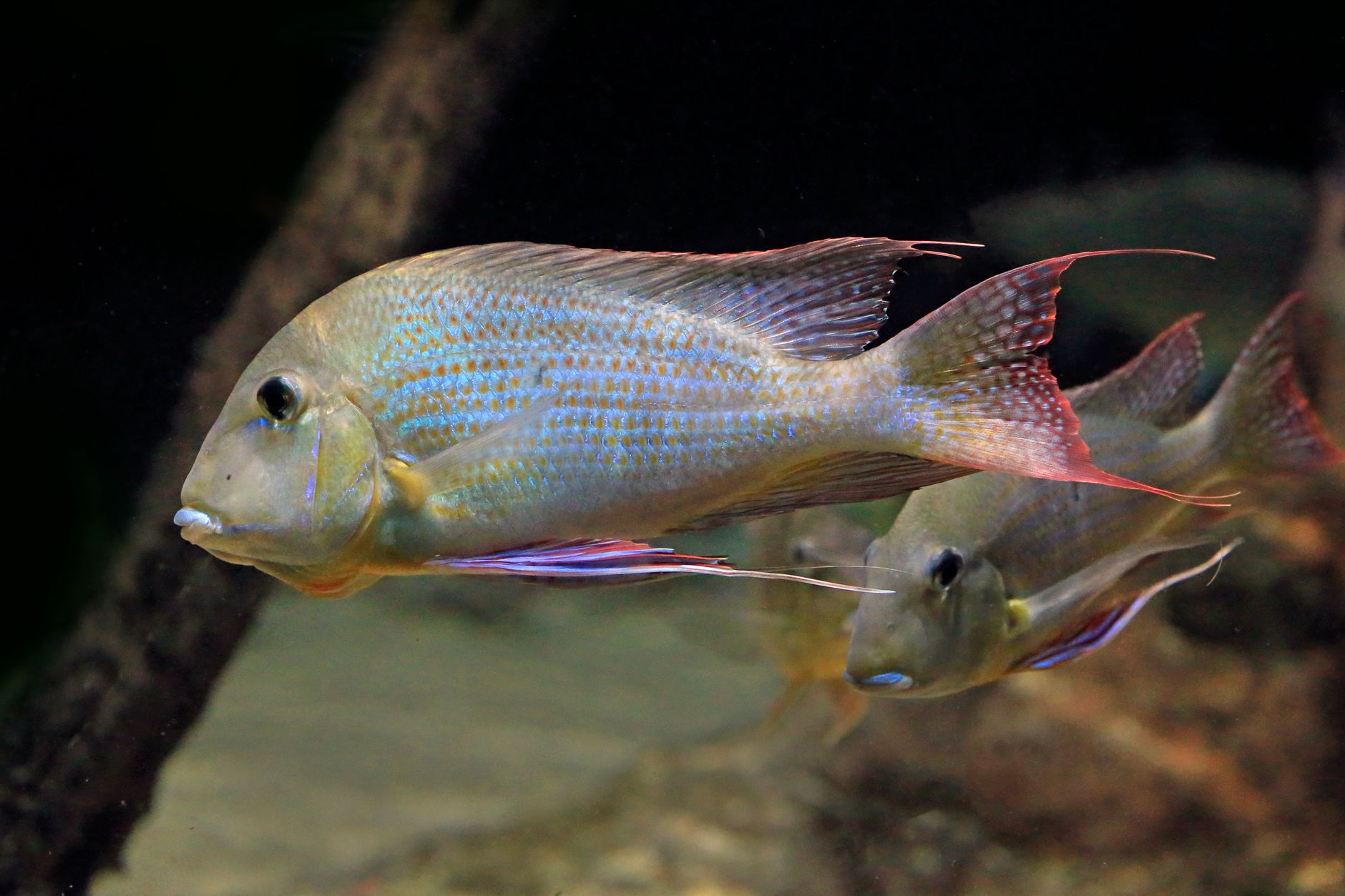 Colorful cichlid fish swimming near rocky lake bed