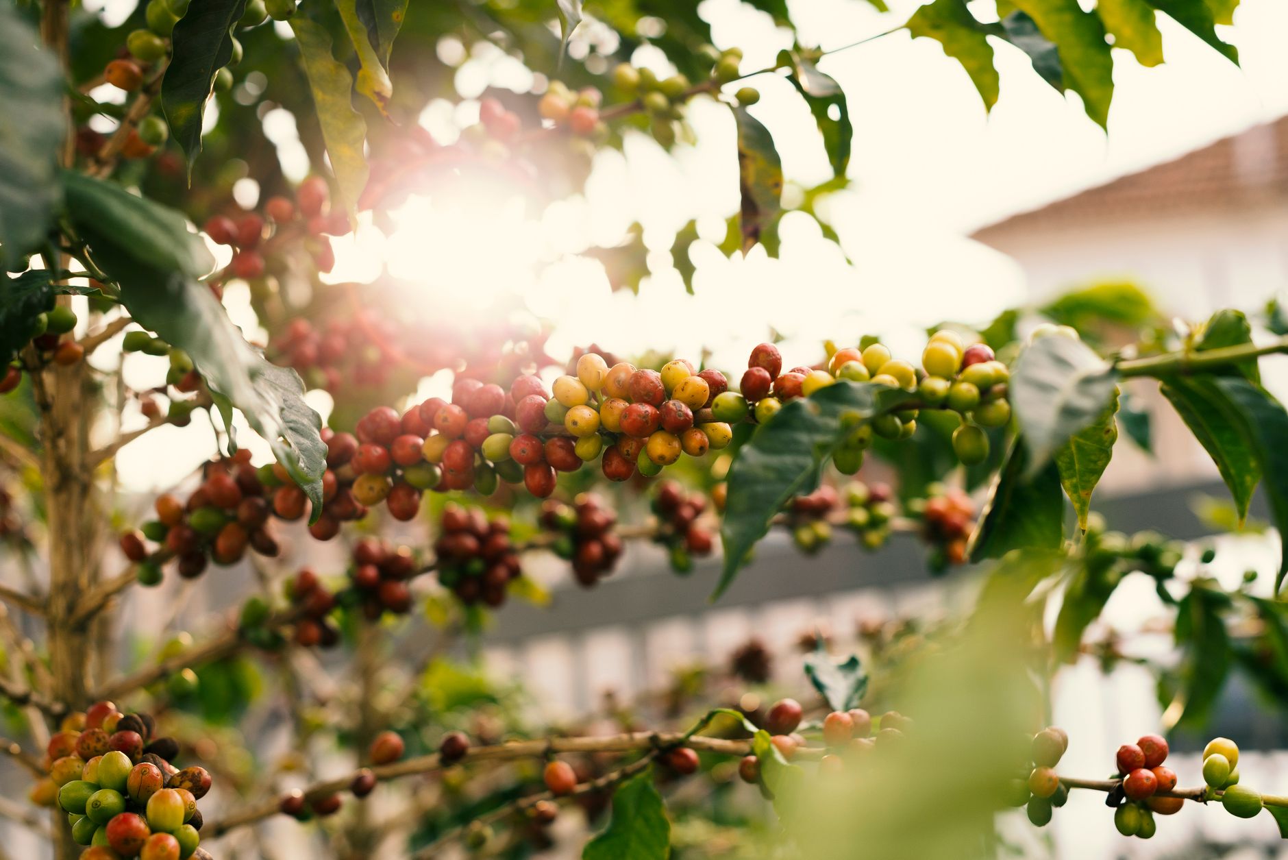 A small coffee farm in the early morning mist with harvested coffee cherries visible