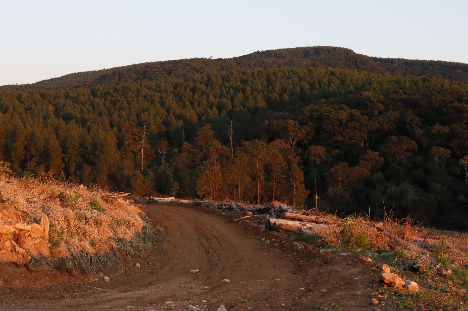 Dense miombo woodland in remote Africa with tall trees and dry undergrowth