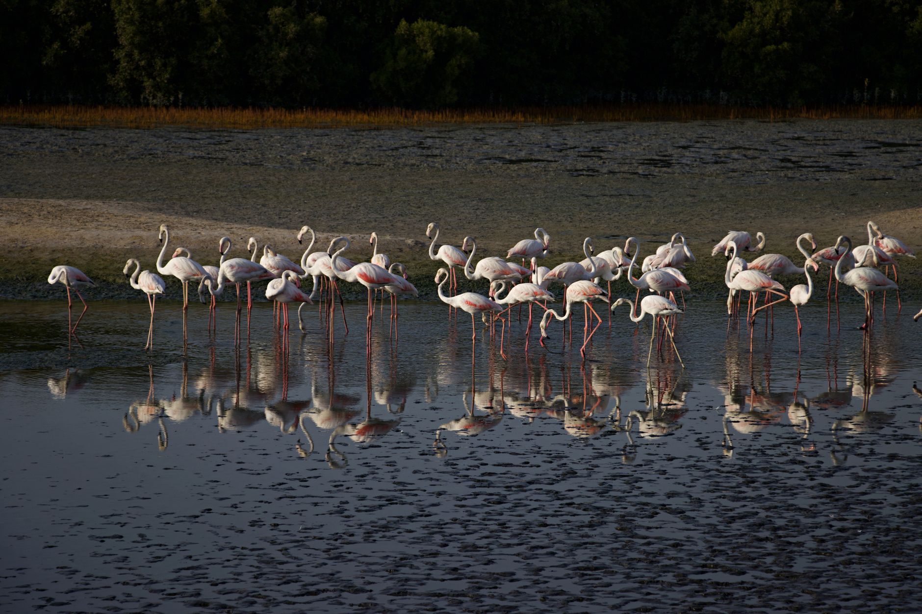 Flamingos standing in shallow tidal mudflats at a coastal wetland reserve